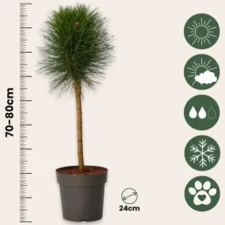 Clearance Østrigsk fyr - Pinus 'Summer Breeze' - Højde 70-80cm - ⌀24cm Haveplanter