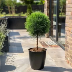Clearance Østrigsk fyr - Pinus 'Summer Breeze' - Højde 70-80cm - ⌀24cm Haveplanter