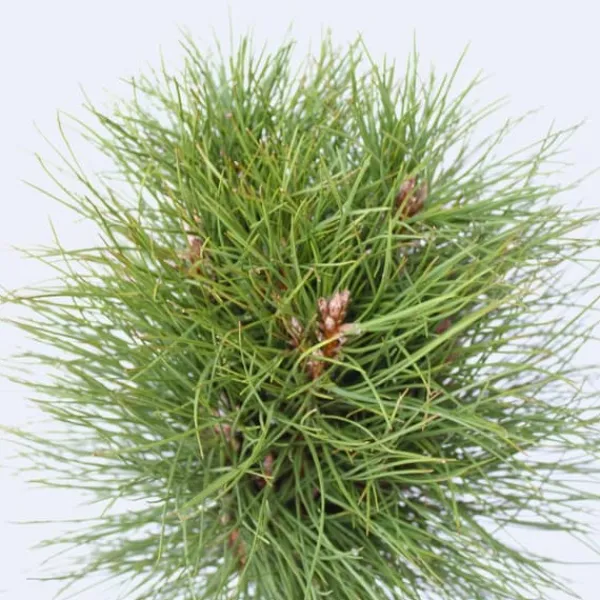 Clearance Østrigsk fyr - Pinus 'Summer Breeze' - Højde 70-80cm - ⌀24cm Haveplanter