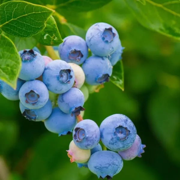 Superfrugt - Sæt med 3 - Actinidia, Vaccinium - Højde 25-40cm - ⌀9cm Buskads