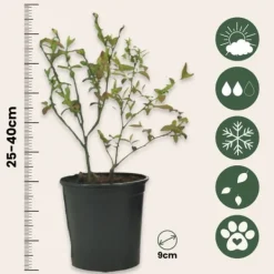 Clearance Superfrugt - Sæt med 6 - Actinidia, Vaccinium - Højde 25-40cm - ⌀9cm Buskads