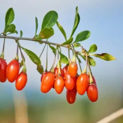 Clearance Superfrugt - Sæt med 6 - Actinidia, Vaccinium - Højde 25-40cm - ⌀9cm Buskads