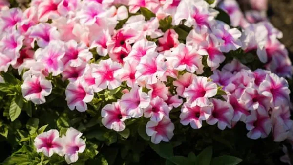 New SURFINIA GØDNING 0,75L AGRECOL Gødningsmidler