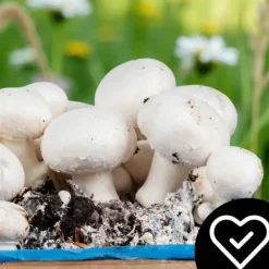 Outlet Svampemycelium 3-faset 20 kg dyrkningssæt ballesubstrat + tørv 9 kg Kit Til Plante- & Urtedyrkning