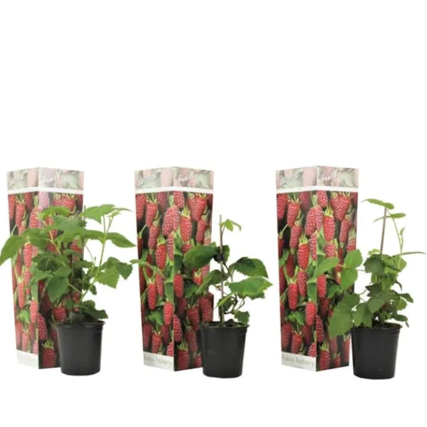 Hot Taybær - Sæt med 3 - Rubus 'Tayberry' - Højde 25-40cm - ⌀9cm Buskads
