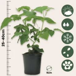 Hot Taybær - Sæt med 3 - Rubus 'Tayberry' - Højde 25-40cm - ⌀9cm Buskads