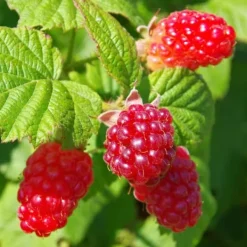 Hot Taybær - Sæt med 3 - Rubus 'Tayberry' - Højde 25-40cm - ⌀9cm Buskads