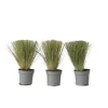 Online Thorvaldsens hår - Sæt 3 - Stipa tenuifolia 'Pony Tails' - Højde 20-30cm - ⌀9cm Haveplanter