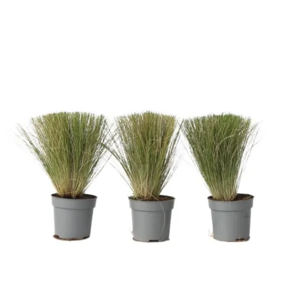 Online Thorvaldsens hår - Sæt 3 - Stipa tenuifolia 'Pony Tails' - Højde 20-30cm - ⌀9cm Haveplanter