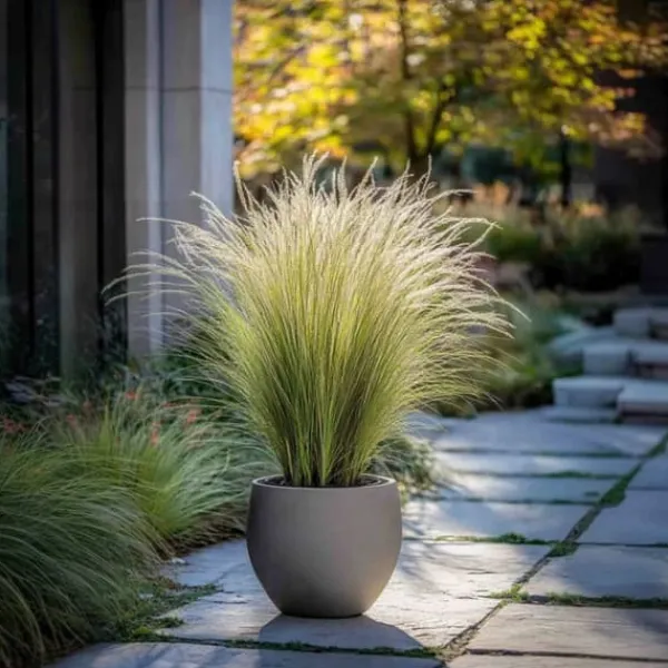 Online Thorvaldsens hår - Sæt 3 - Stipa tenuifolia 'Pony Tails' - Højde 20-30cm - ⌀9cm Haveplanter