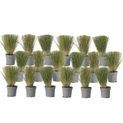 Outlet Thorvaldsens hår - Sæt 18 - Stipa tenuifolia 'Pony Tails' - Højde 20-30cm - ⌀9cm Haveplanter