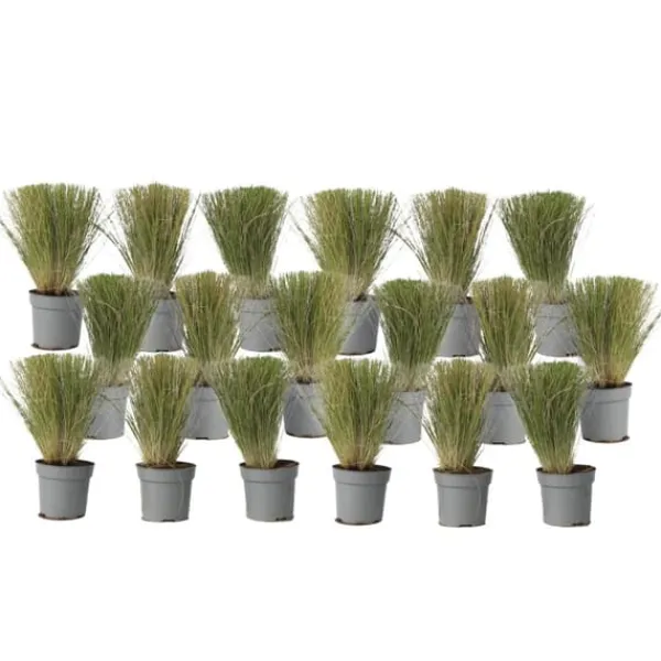 Outlet Thorvaldsens hår - Sæt 18 - Stipa tenuifolia 'Pony Tails' - Højde 20-30cm - ⌀9cm Haveplanter
