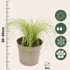 Outlet Thorvaldsens hår - Sæt 18 - Stipa tenuifolia 'Pony Tails' - Højde 20-30cm - ⌀9cm Haveplanter