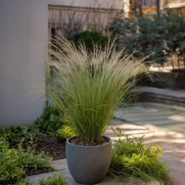 Outlet Thorvaldsens hår - Sæt 18 - Stipa tenuifolia 'Pony Tails' - Højde 20-30cm - ⌀9cm Haveplanter
