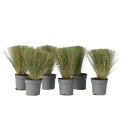 Krukkeplanter Indendørs^Thorvaldsens hår - Sæt 6 - Stipa tenuifolia 'Pony Tails' - Højde 20-30cm - ⌀9cm