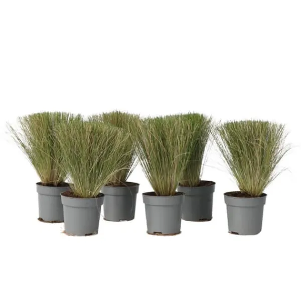 Krukkeplanter Indendørs^Thorvaldsens hår - Sæt 6 - Stipa tenuifolia 'Pony Tails' - Højde 20-30cm - ⌀9cm