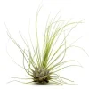 Krukkeplanter Indendørs^Tillandsia ARGENTEA 5–6 cm – luftplante uden jord