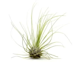 Krukkeplanter Indendørs^Tillandsia ARGENTEA 5–6 cm – luftplante uden jord