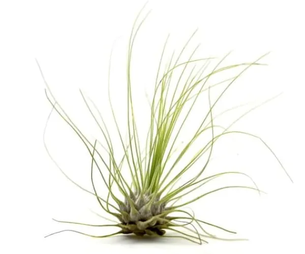 Krukkeplanter Indendørs^Tillandsia ARGENTEA 5–6 cm – luftplante uden jord