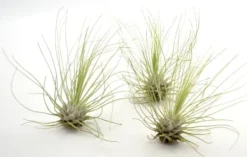 Krukkeplanter Indendørs^Tillandsia ARGENTEA 5–6 cm – luftplante uden jord