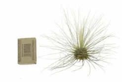 Krukkeplanter Indendørs^Tillandsia ARGENTEA 5–6 cm – luftplante uden jord