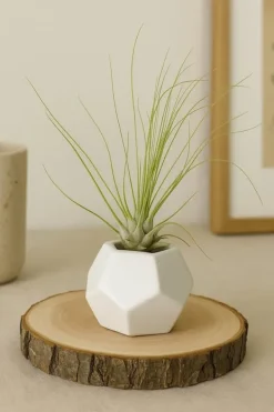 Krukkeplanter Indendørs^Tillandsia ARGENTEA 5–6 cm – luftplante uden jord