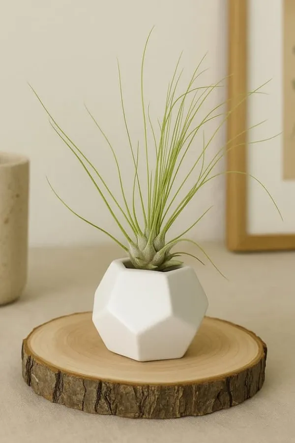 Krukkeplanter Indendørs^Tillandsia ARGENTEA 5–6 cm – luftplante uden jord