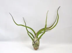 Clearance Tillandsia BULBOSA R 10 cm – luftplante uden jord Krukkeplanter Indendørs