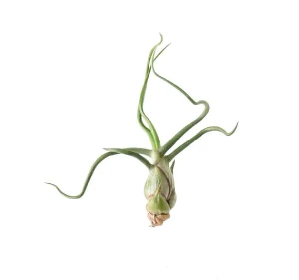Clearance Tillandsia BULBOSA R 10 cm – luftplante uden jord Krukkeplanter Indendørs