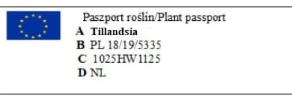 Clearance Tillandsia BULBOSA R 10 cm – luftplante uden jord Krukkeplanter Indendørs