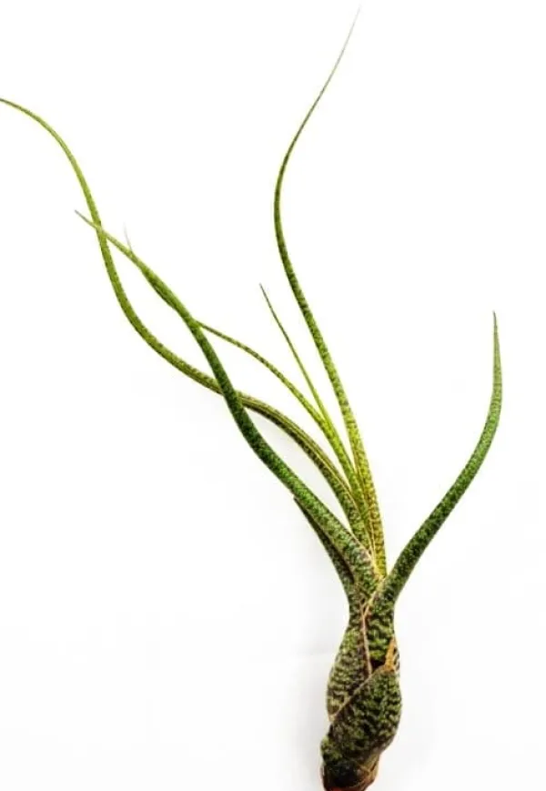 Krukkeplanter Indendørs^Tillandsia BUTZII S – luftplante uden jord