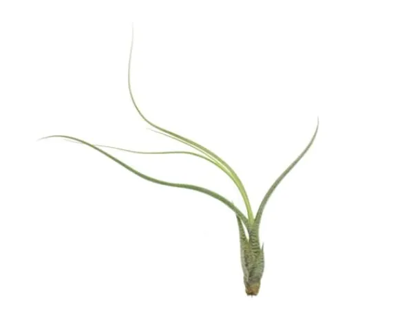 Krukkeplanter Indendørs^Tillandsia BUTZII S – luftplante uden jord
