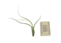 Krukkeplanter Indendørs^Tillandsia BUTZII S – luftplante uden jord