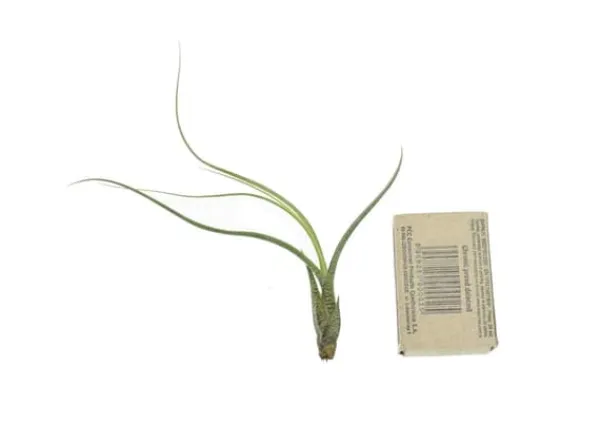 Krukkeplanter Indendørs^Tillandsia BUTZII S – luftplante uden jord