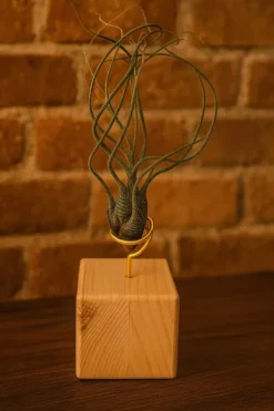 Krukkeplanter Indendørs^Tillandsia BUTZII S – luftplante uden jord