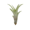 Krukkeplanter Indendørs^Tillandsia CAPITATA R 7–9 cm – luftplante uden jord