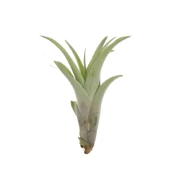 Krukkeplanter Indendørs^Tillandsia CAPITATA R 7–9 cm – luftplante uden jord