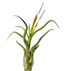 Krukkeplanter Indendørs^Tillandsia CAPUT MEDUSAE S 8 cm – luftplante uden jord