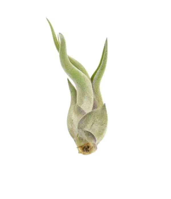 Krukkeplanter Indendørs^Tillandsia CAPUT MEDUSAE S 8 cm – luftplante uden jord