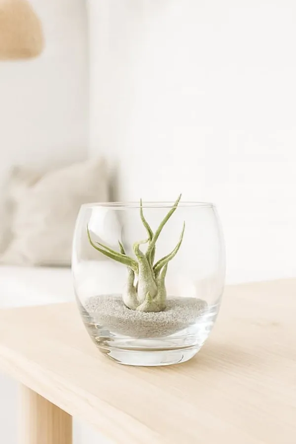 Krukkeplanter Indendørs^Tillandsia CAPUT MEDUSAE S 8 cm – luftplante uden jord