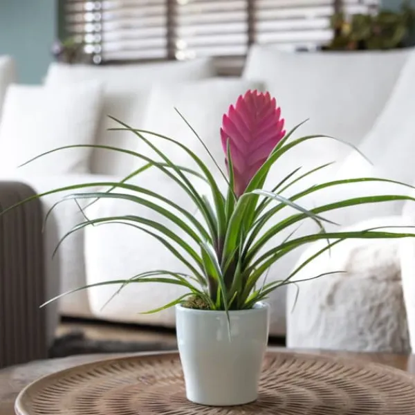Krukkeplanter Indendørs^Tillandsia cyanea ‘Pastel’ – Sæt med 3 med potte – Højde 20–30cm – ø7cm