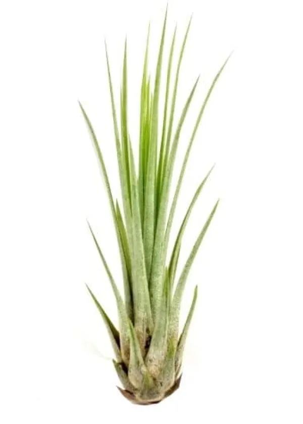 Tillandsia JUNCEA mini 14–17 cm – luftplante uden jord Krukkeplanter Indendørs