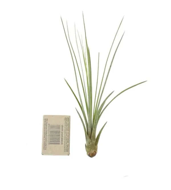 Tillandsia JUNCEA mini 14–17 cm – luftplante uden jord Krukkeplanter Indendørs