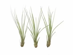 Tillandsia JUNCEA mini 14–17 cm – luftplante uden jord Krukkeplanter Indendørs