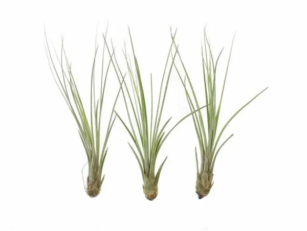 Tillandsia JUNCEA mini 14–17 cm – luftplante uden jord Krukkeplanter Indendørs