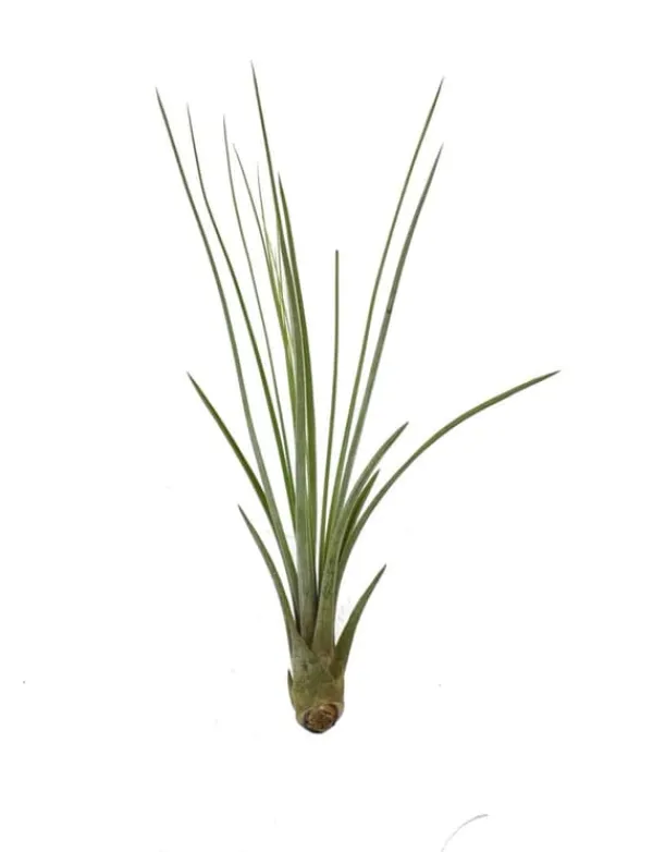 Tillandsia JUNCEA mini 14–17 cm – luftplante uden jord Krukkeplanter Indendørs