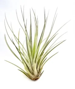 Tillandsia JUNCEA mini 14–17 cm – luftplante uden jord Krukkeplanter Indendørs