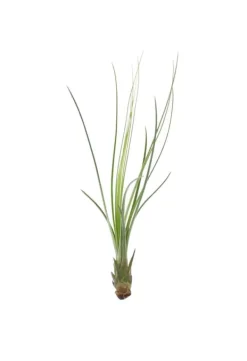 Best Tillandsia JUNCIFOLIA S 12 cm – luftplante uden jord Krukkeplanter Indendørs