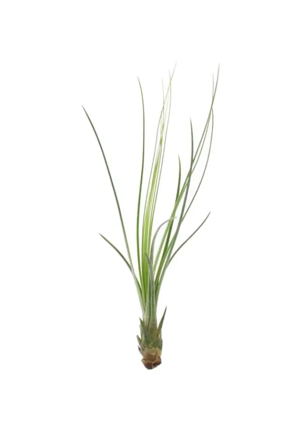 Best Tillandsia JUNCIFOLIA S 12 cm – luftplante uden jord Krukkeplanter Indendørs