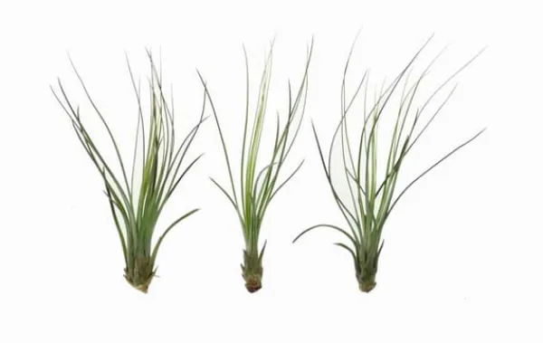 Best Tillandsia JUNCIFOLIA S 12 cm – luftplante uden jord Krukkeplanter Indendørs